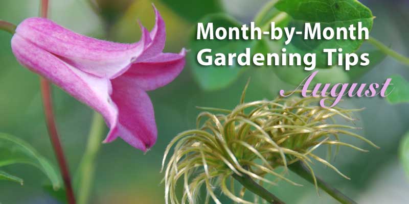 August Gardening Tips  Gardening Products Review