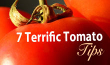Seven Terrific Tomato Tips