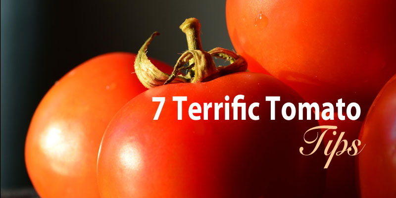 7 terrific tomato tips