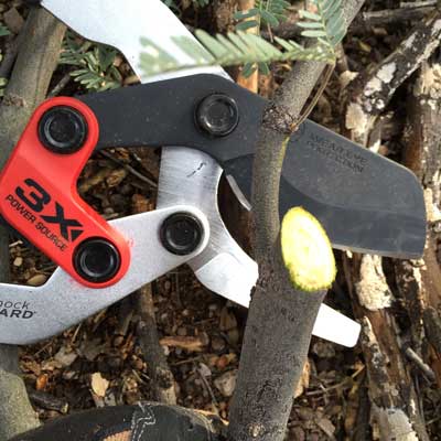 Conrona-(ComfortGEL-+-Extendable)-Loppers-pruning-cut