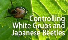 Controlling White Grubs and Japanese Beetles in the Home Garden