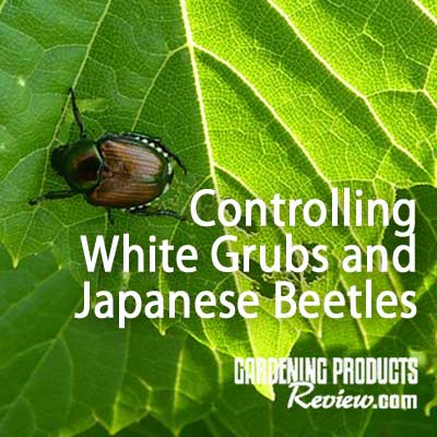 control japanese beetles & white grubs