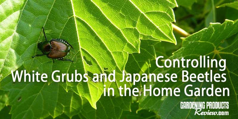 controlling white grubs & japanese beetles