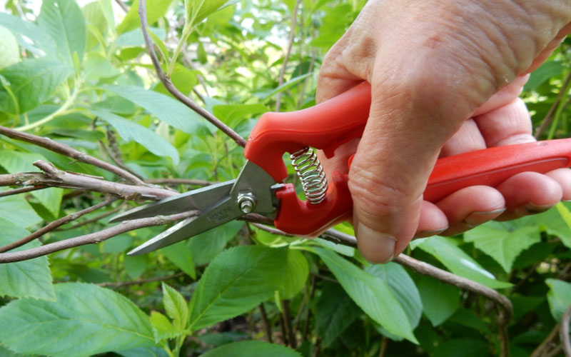 Corona-Leaf-&-Stem-Micro-Snip-in-tight-pruning-places