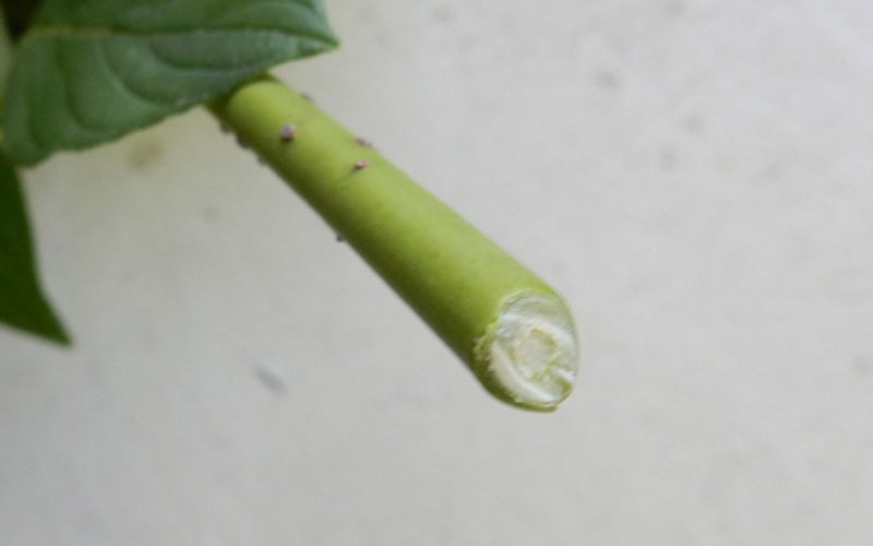Corona-Leaf-&-Stem-Snip-clean-cut