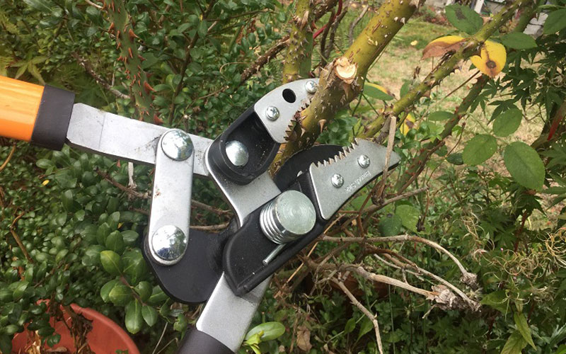 Fiskars Cut and Grab Loppers with the Rose bush
