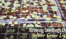 Growing Seedlings Under Indoor Grow Lights
