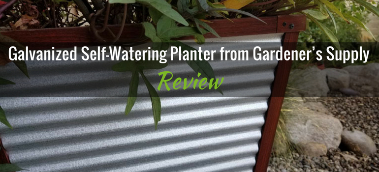 galvanized planter featured image