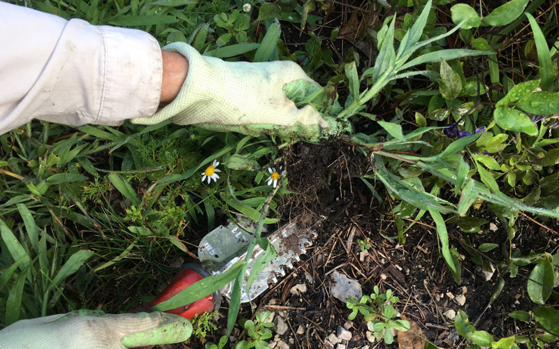 Garden Weasel Multi Use Transplanter uprooting weed