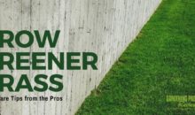 Lawn Care Tips from the Pros for a Healthy, Green Lawn