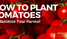 How to Plant Tomatoes to Maximize Your Harvest