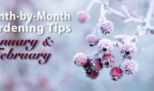 Gardening Tips for January & February