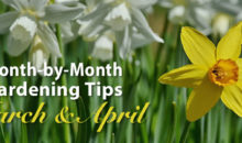 March & April Gardening Tips