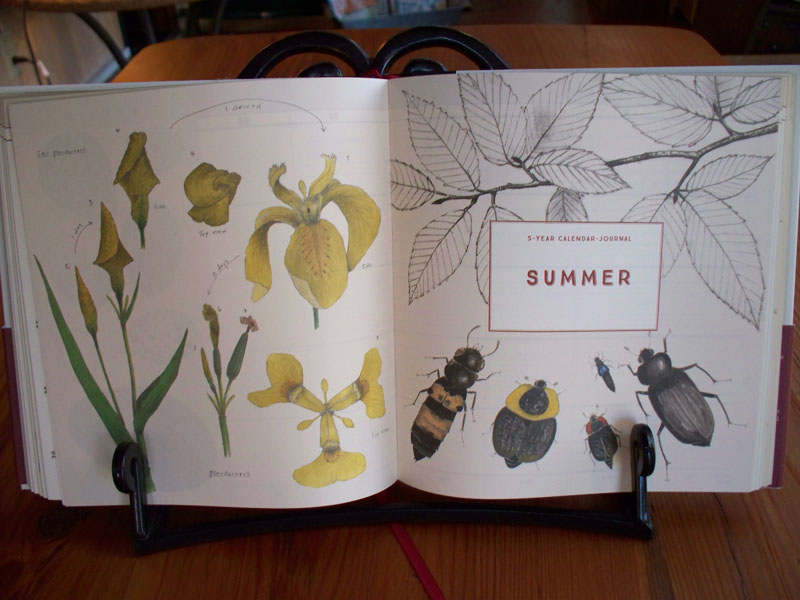 Naturalists Notebook Season Calendar Illustrations