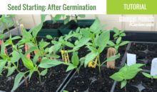 Seed Starting, Part 2: What To Do After Germination