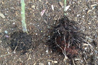 strong new roots on Peel Away Pot seedlings