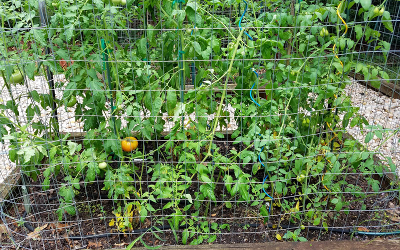 Snip-n-drip used to grow tomatoes