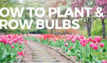 How to Plant and Grow Bulbs