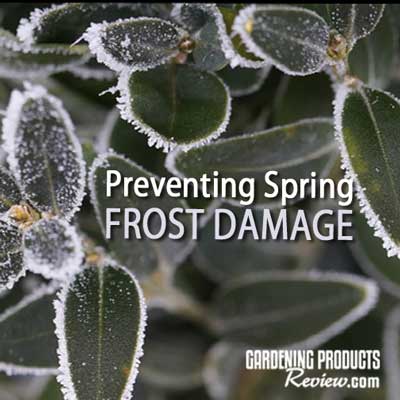how to prevent frost damage