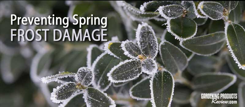 how to prevent spring frost damage