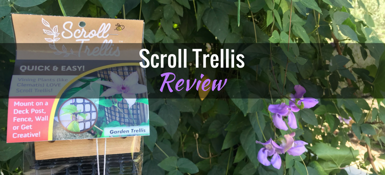Scroll trellis featured image