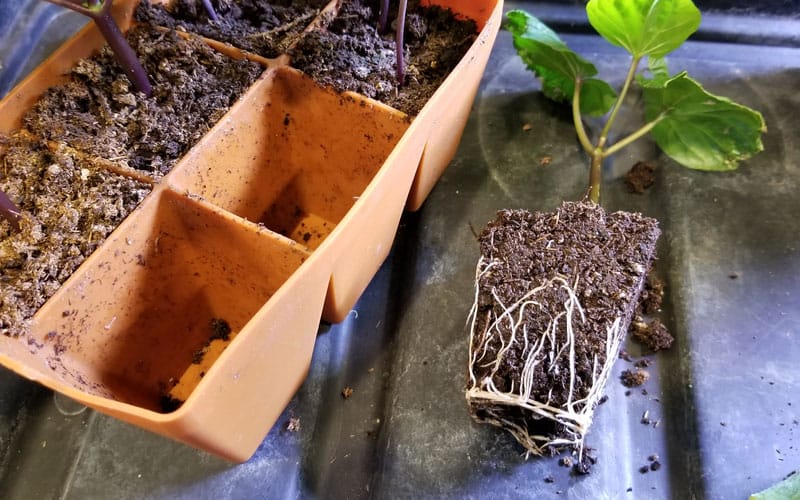 removing seedling from Sili-Seedling tray