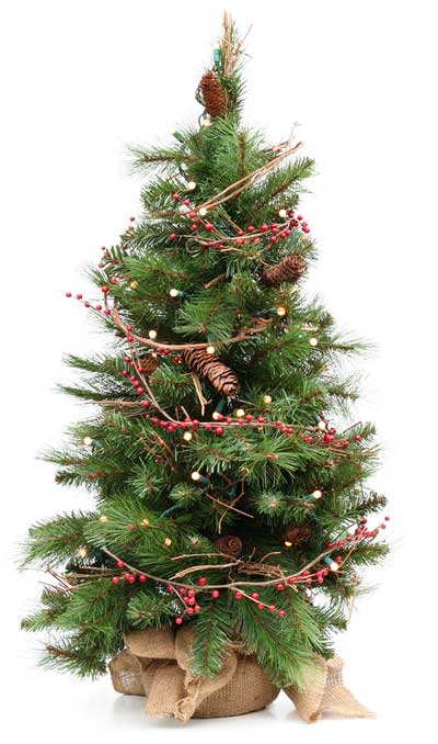 live Christmas tree