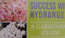 ‘Success With Hydrangeas, A Gardeners Guide’ by Lorraine Ballato – Book Review