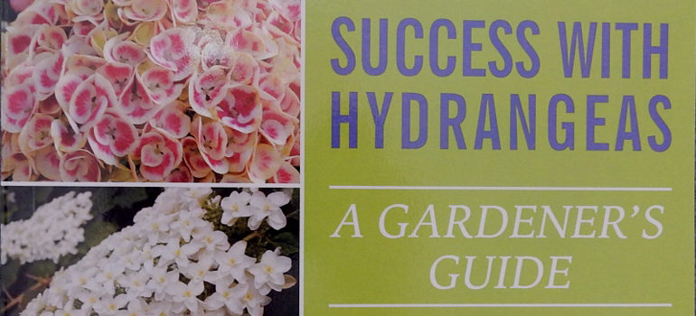 Success-With-Hydrangeas-featured-image