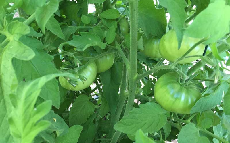 Tomato Success Kit from Gardener's Supply - review