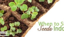 When to Start Seeds Indoors
