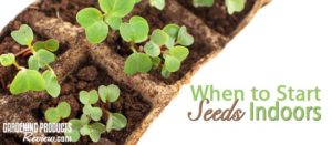 When to start seeds indoors