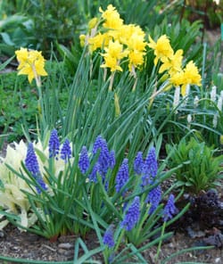 Muscari and Narcisus 'Double Camparnelle', a highly fragrant daffodil that perfumes the air with the scent of gardenia