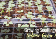 start seeds under indoor lights