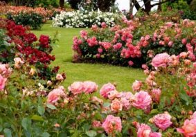 garden with beds of roses