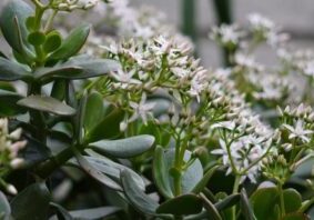 a blooming jade plant