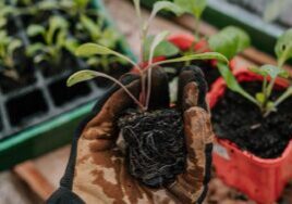 holding a dahlia seedling for transplant