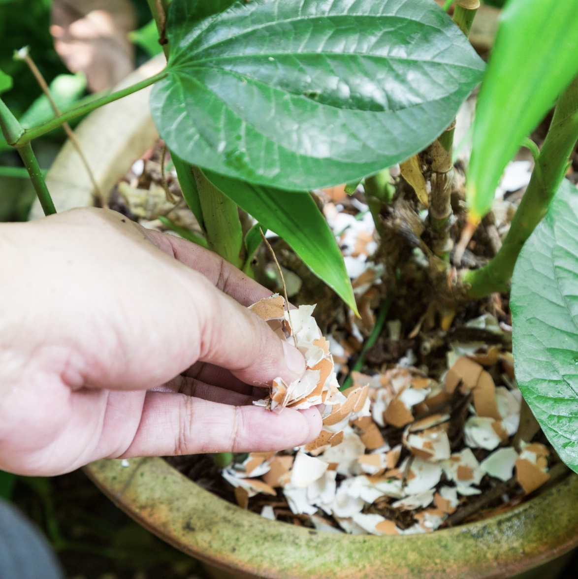 hand putting egg shells into a potted plant