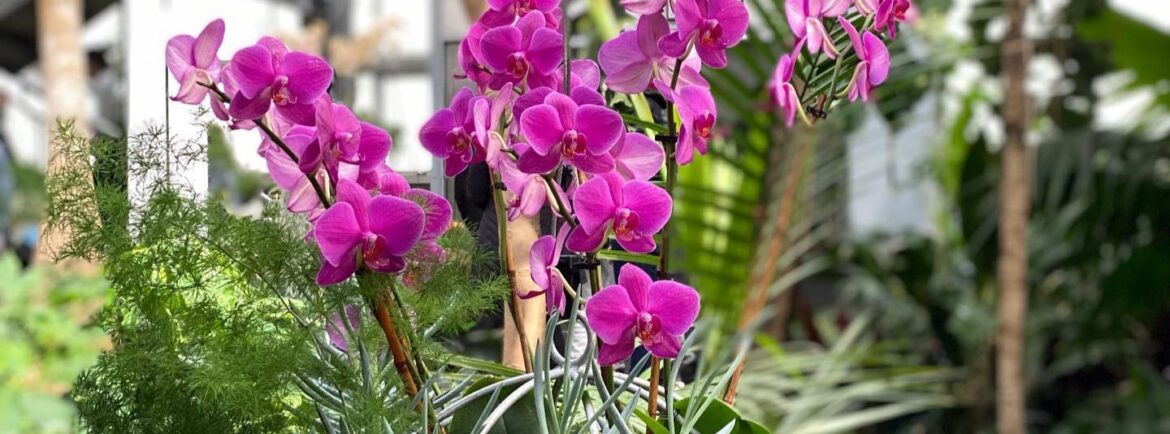a group of blooming orchids