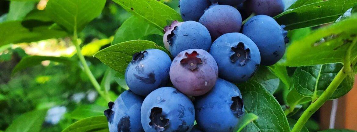 a cluster of ripe blueberries ready for harvest