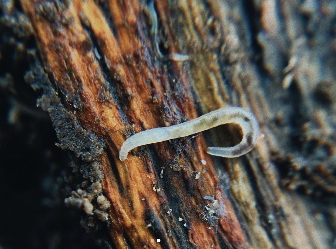 close up of a potworm 