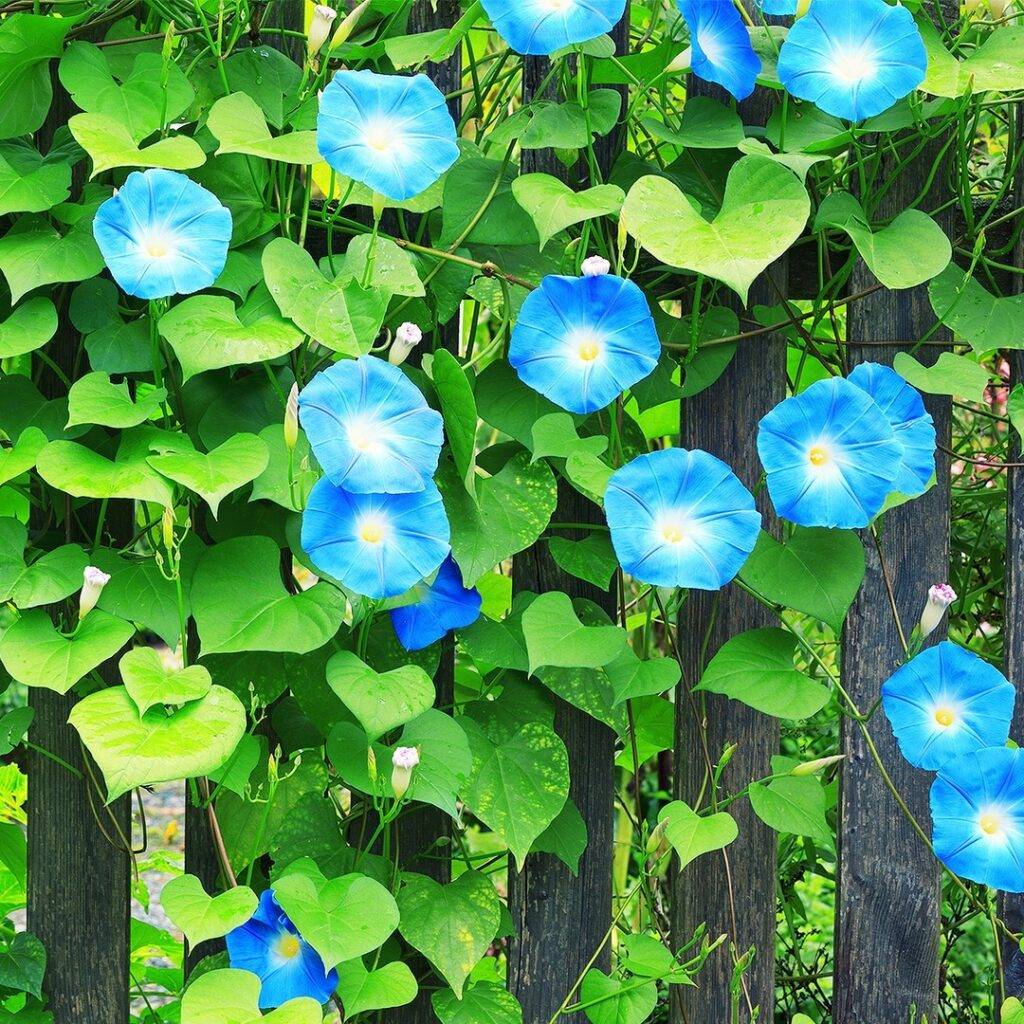 morning glory plant with flowers