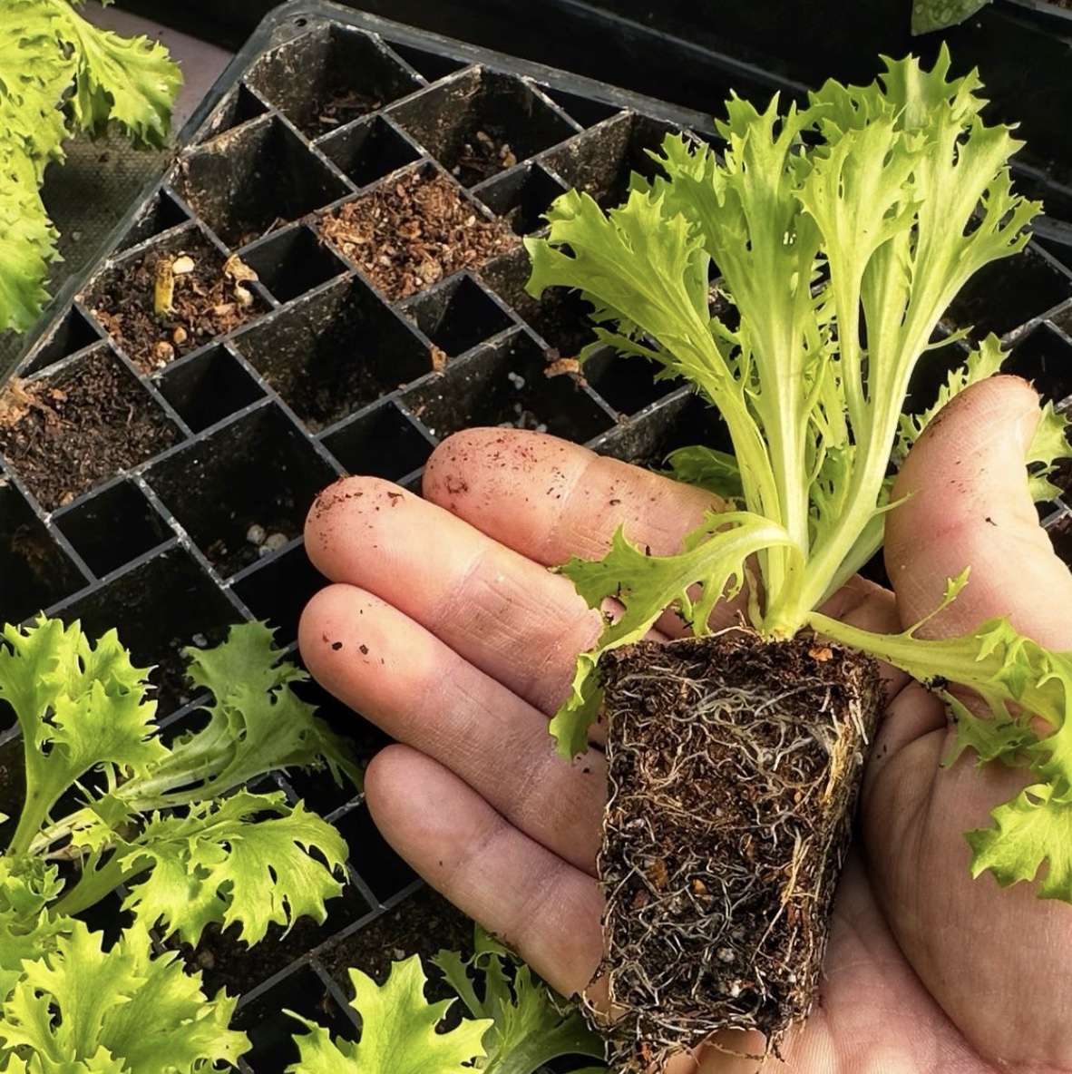 hand holding a seedling over a tray of plants