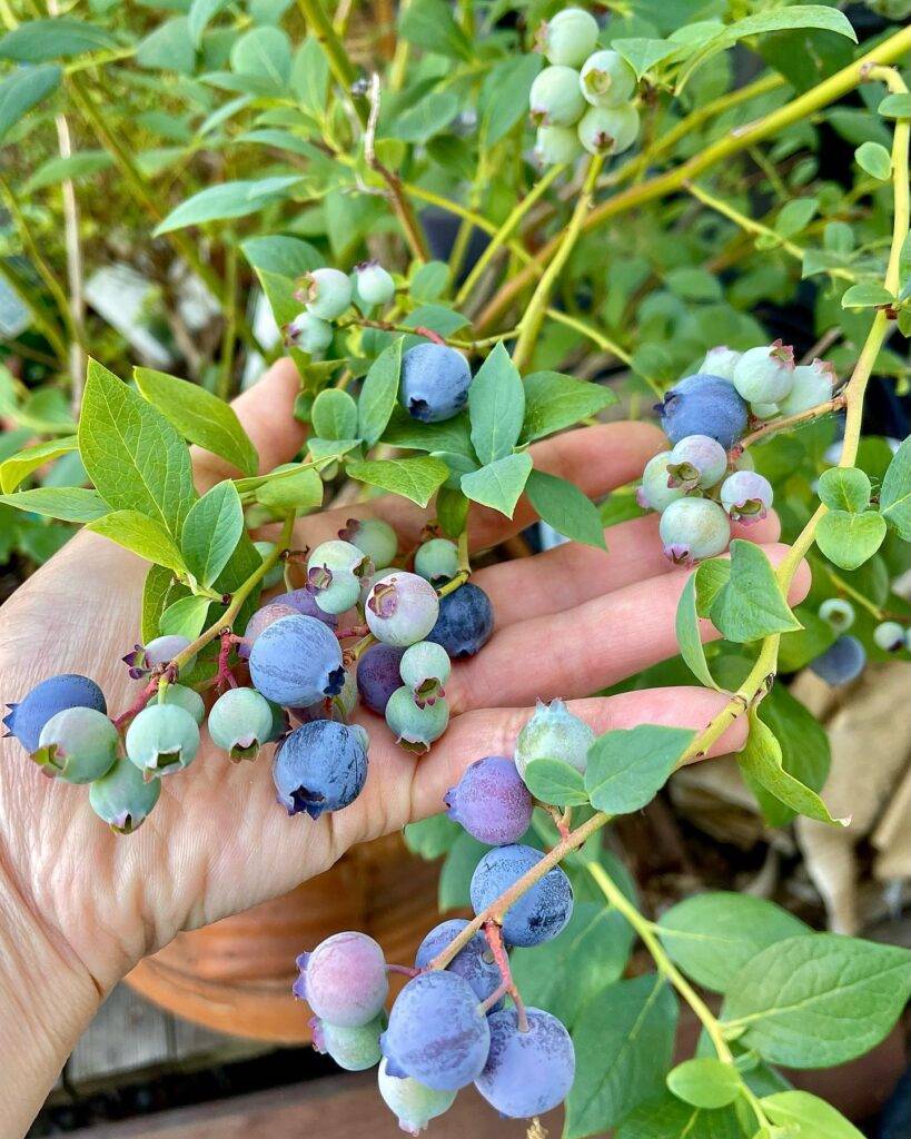 checking a cluster of blueberries