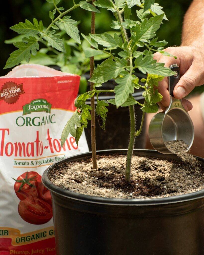 adding a cup of espoma tomato-tone organic fertilizer to a tomato plant