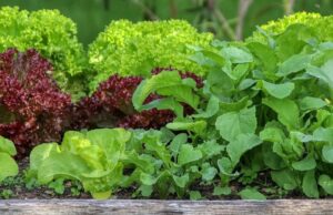 leafy vegetables in a raised garden bed