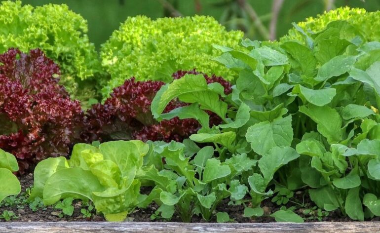 leafy vegetables in a raised garden bed