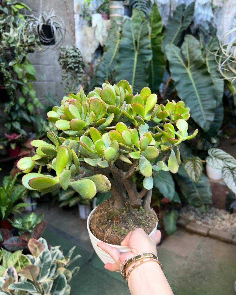 holding a jade plant in a ceramic plant pot