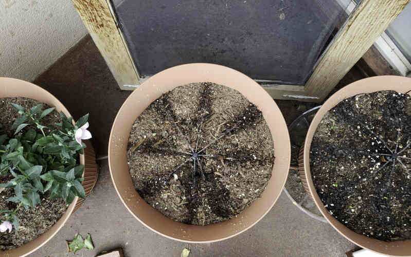 daisy rain sprinkler pots with cucumber seeds