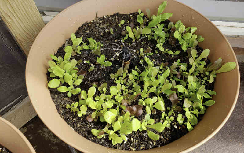 daisy rain sprinkler pot with lettuce seedlings